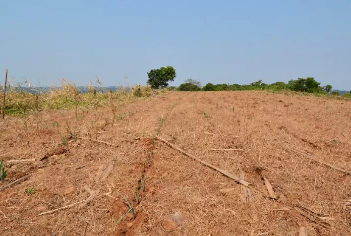 Seca no Sul já ameaça supersafra de grãos