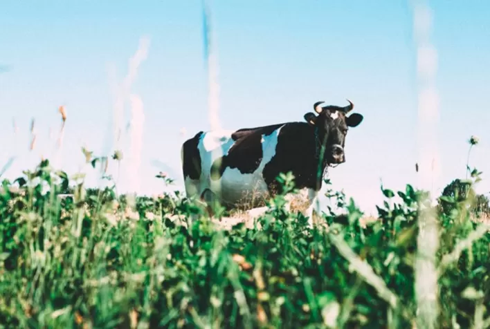 Manter os animais bem nutridos é uma importante ferramenta para reduzir prejuízos da mastite subclínica