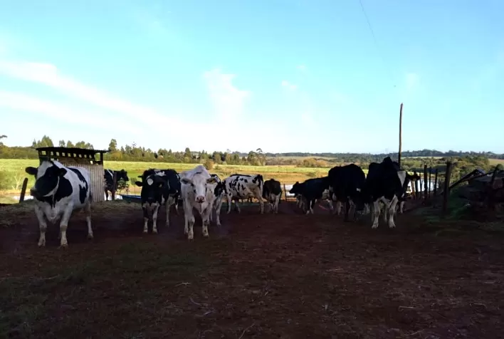 Estiagem prejudica novamente produção de leite no Rio Grande do Sul