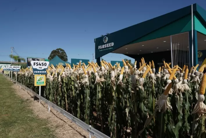 Forseed apresenta seu portfólio de híbridos de milho premium no Paraná