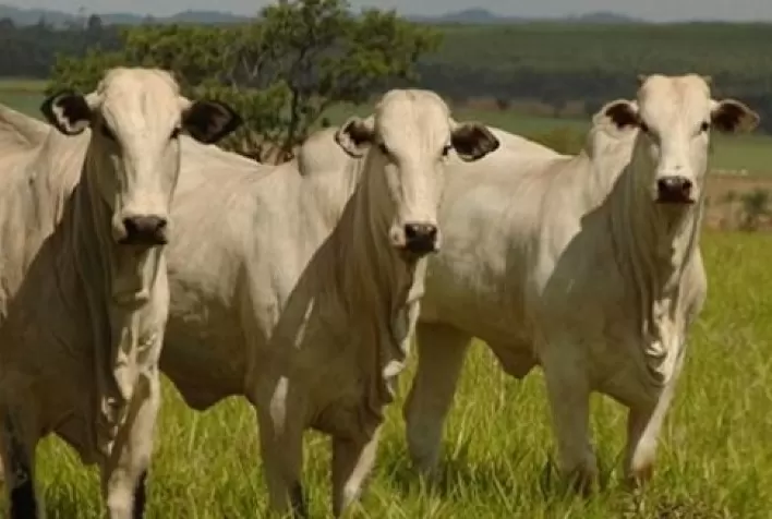 Boi gordo: pouca movimentação nas praças paulistas