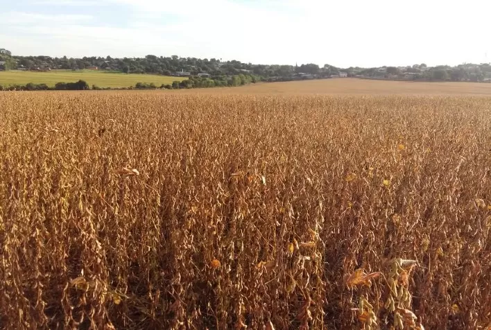 Condições climáticas afetam produção de soja em 2022, aponta ABIOVE