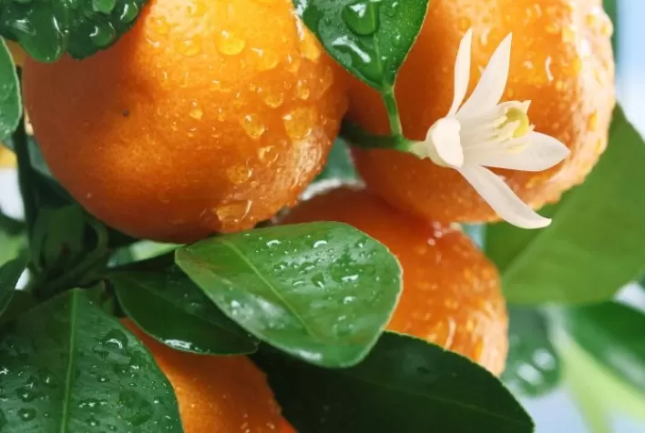 Produção de laranja na Turquia deve aumentar 40% em 2021-22
