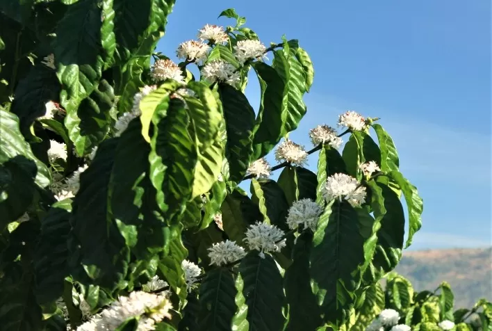 Floradas decepcionam e perspectivas da produção de café no Sul de Minas são pessimistas