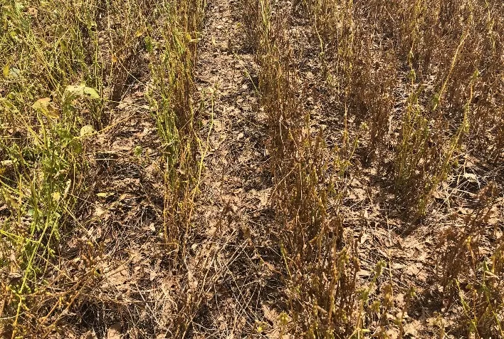 Ocorrência da mosca branca na safra de soja 2021/22 em Mato Grosso é observada em lavouras plantadas mais cedo
