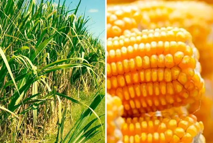 Milho e cana foram as culturas com maior queda de produção em 2021, diz IBGE