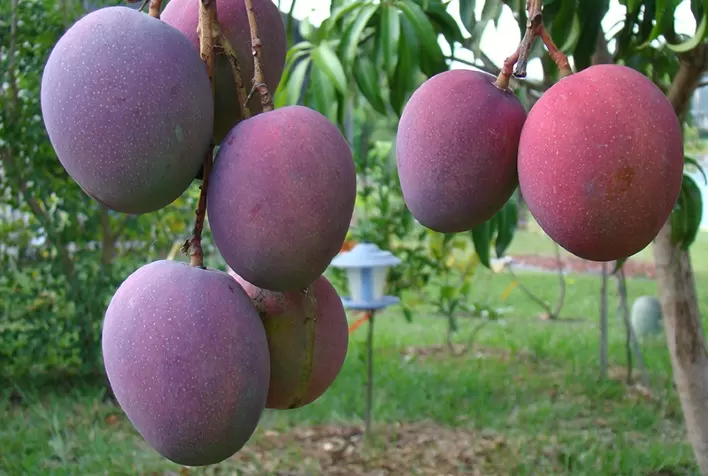 Cultivo comercial da manga é o tema de palestra da Capacitação em Fruticultura Tropical