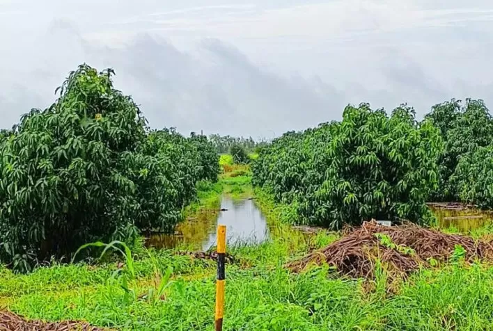 Produtores de frutas de Petrolina já amargam perdas de mais de R$ 60 milhões