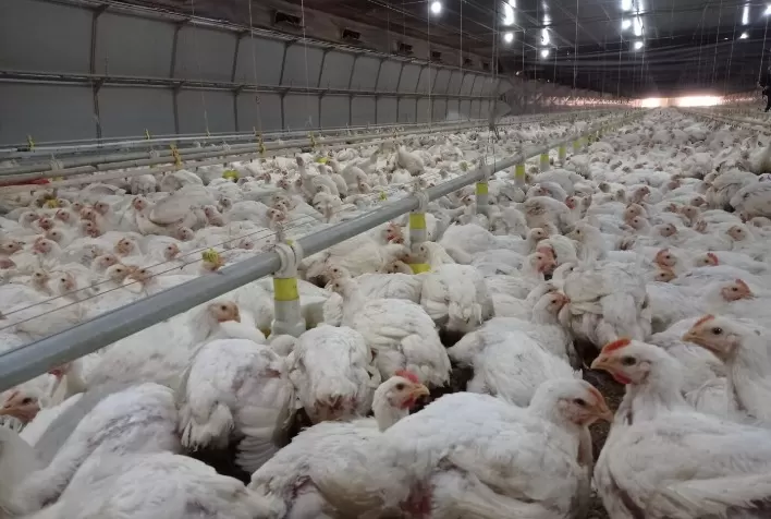 Custo sobe e impacta ainda mais margem do produtor de frango