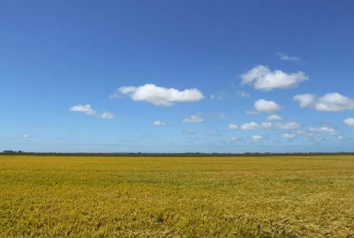 Planejamento dos negócios pode minimizar impactos do clima e alta de custos
