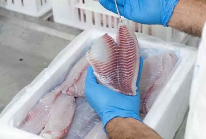 BTJ AQUA ingressa no Food Service e projeta venda de 13 mil toneladas de tilápia em 2022