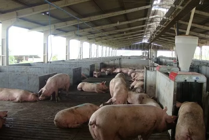MT: perda com suínos é de R$ 180 por animal vendido