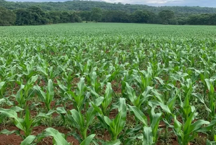 Produção de milho do Brasil em 2021/22 é reduzida para 115,640 mi de t pela Safras & Mercado