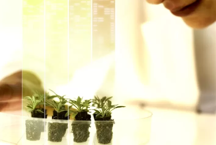 Bayer convida pesquisadores globais a apresentarem novos compostos para proteção de cultivos por meio do novo programa Testing4Ag
