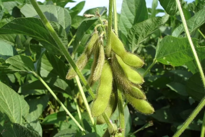 Enchimento eficaz: o que é preciso para melhorar o enchimento de grãos