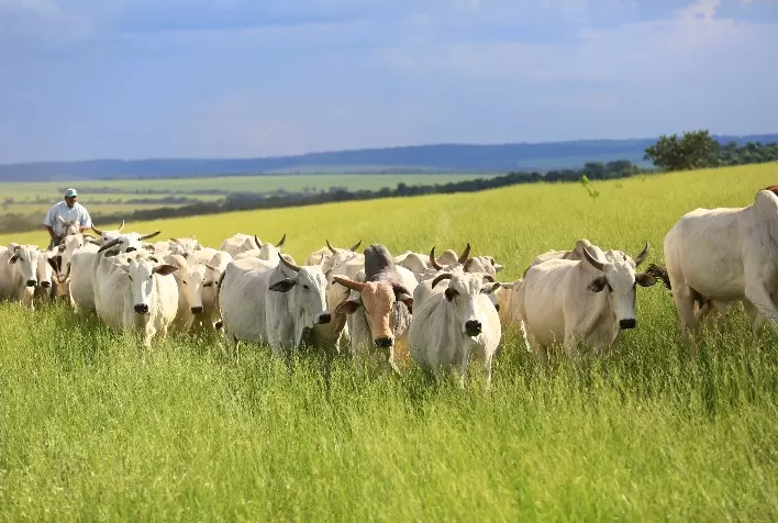 Planejamento nutricional nas águas garante boa recuperação das vacas e índices zootécnicos mais eficientes na estação de monta