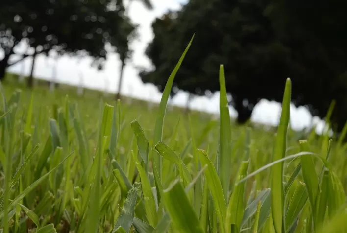 Qual a melhor forrageira para atingir mais produtividade em uma área menor na sua fazenda?