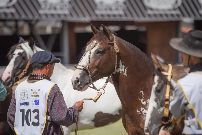 Procura por cavalos de pelagem manchada cresce ano a ano