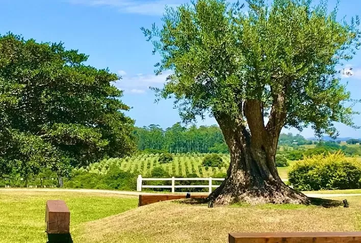Embrapa promove curso on-line sobre produção integrada de oliveira