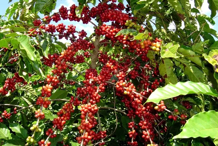 Conab aponta para uma produção de 55,7 milhões de sacas de café na safra de 2022
