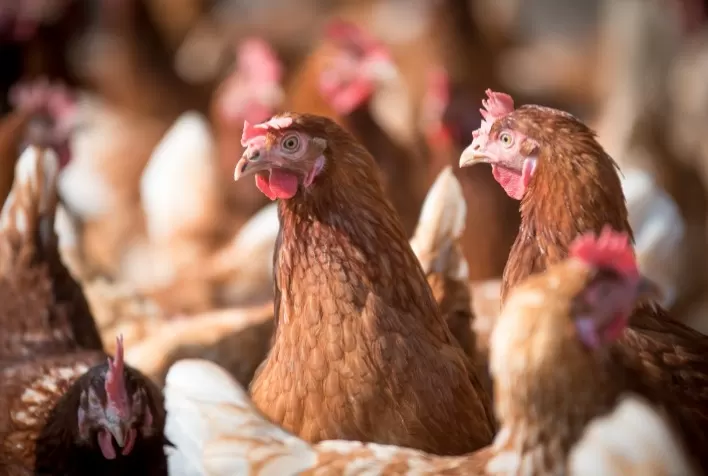 Nutrição de qualidade é fator-chave para aves de postura superarem estresse calórico, recomenda especialista