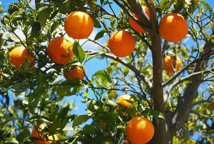 Ourofino Agrociência lança acaricida eficaz para todas as fases de desenvolvimento da praga