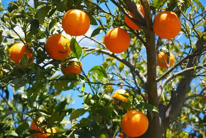 Safra mexicana de laranja tipo Valência deve aumentar 15%