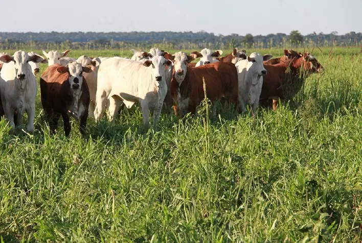 Área com sistemas lavoura-pecuária em Mato Grosso ultrapassa 2,6 milhões de hectares
