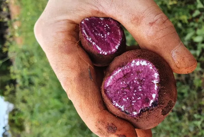 Embrapa divulga resultado de oferta pública para licenciamento de produtores de mudas de batata-doce