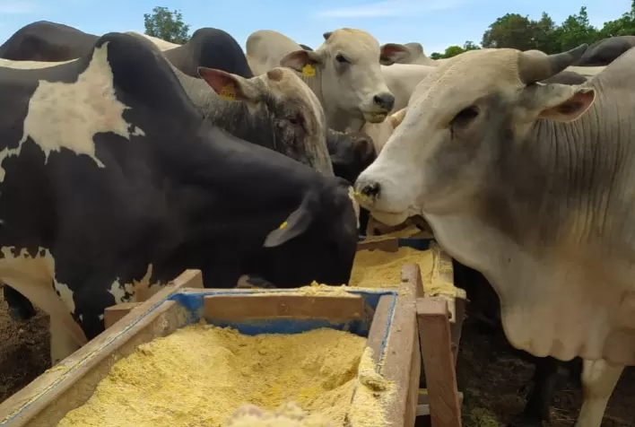 Suplementação de bovinos no período de águas reduz permanência no pasto e pode dobrar ganho de peso do rebanho