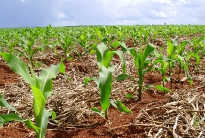 Avanço do plantio do milho em algumas regiões de Mato Grosso pode ser dificultado, prevê IMEA