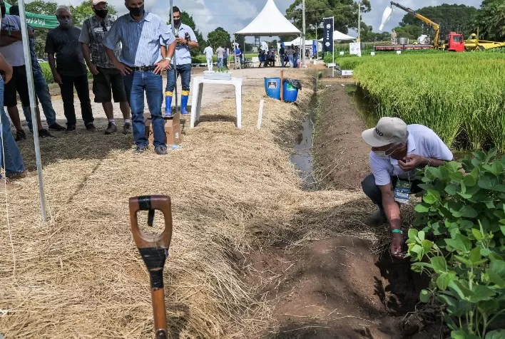São esperadas cerca de 40 caravanas de produtores para a Abertura Oficial da Colheita do Arroz