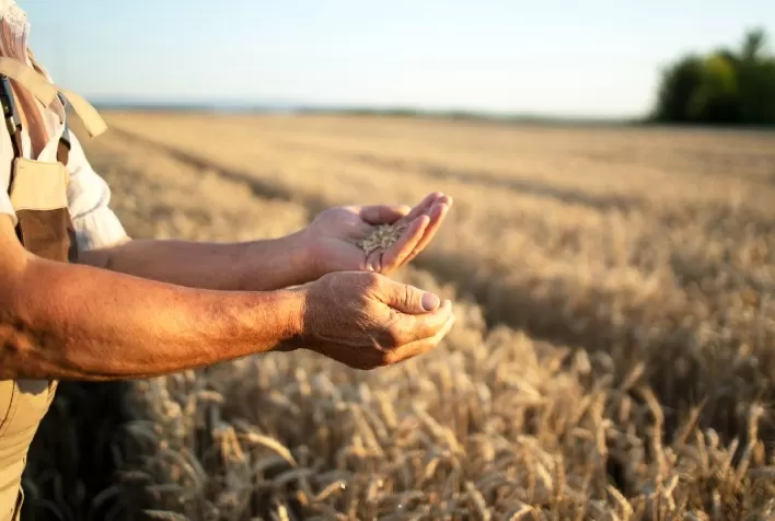Produtores agrícolas perdem até 10% da safra por problemas com temperatura e umidade