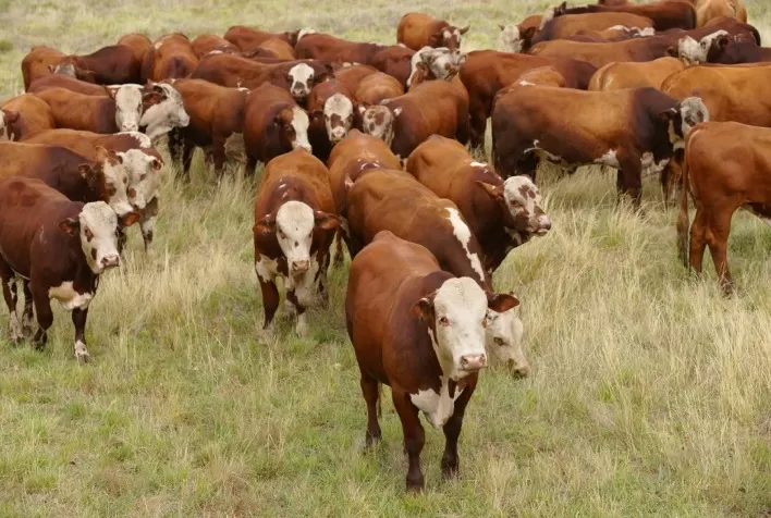 Qualidade de alimentação é fundamental para manter nutrição dos animais na seca