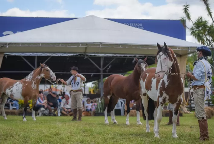 Seleção de cavalos de pelagem manchada mostra evolução ao longo dos anos