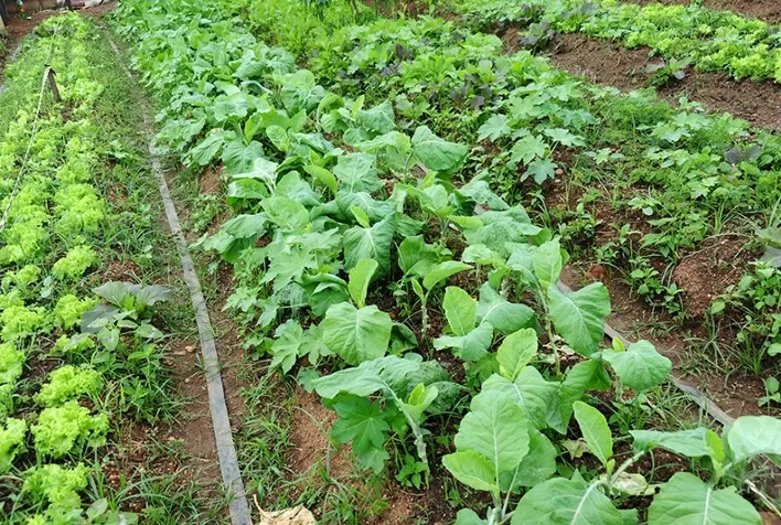 Em alta, alimentação orgânica beneficia saúde e promove a proteção do meio ambiente