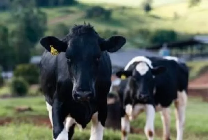 Quais são os principais métodos para detectar a mastite bovina no rebanho?