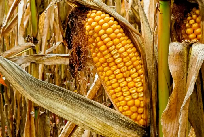 Epagri/Cepa estima 43% de perdas na safra catarinense de milho e de cerca de 30% na de soja em SC
