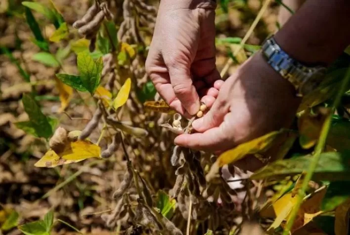 Perdas na soja chegam a 1 milhão de toneladas no MS e governo busca ampliar medidas de apoio a produtores