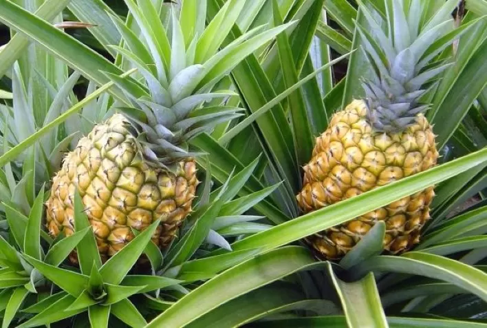 Tailândia pode ter dificuldade na produção de abacaxi na safra de inverno