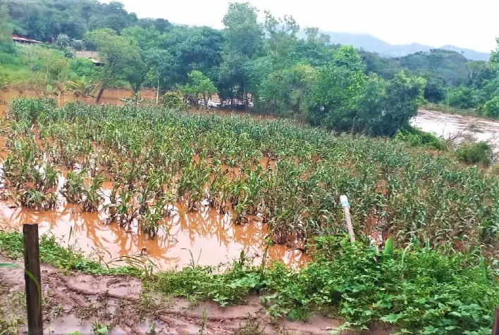 Chuvas: 119 mil hectares de lavouras foram perdidos em Minas Gerais, aponta levantamento da Emater-MG