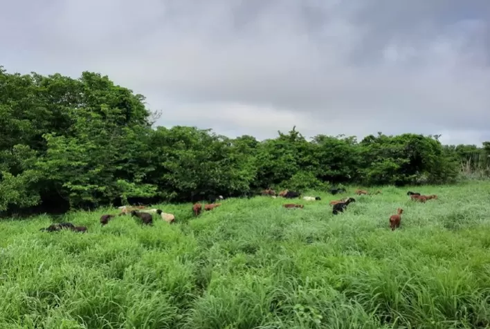 ILPF é alternativa para segurança alimentar de rebanhos na Caatinga