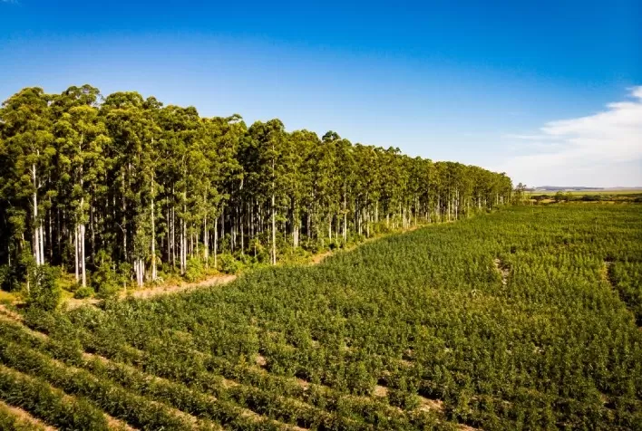 CMPC lança programa de fomento florestal RS+Renda