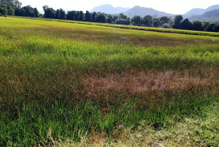 “Já temos algumas perdas no arroz por estiagem”, lamenta presidente do Irga