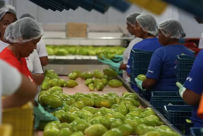 Mamão: Após recorde de 2021, desempenho das exportações pode ser menor no 1º sem/22