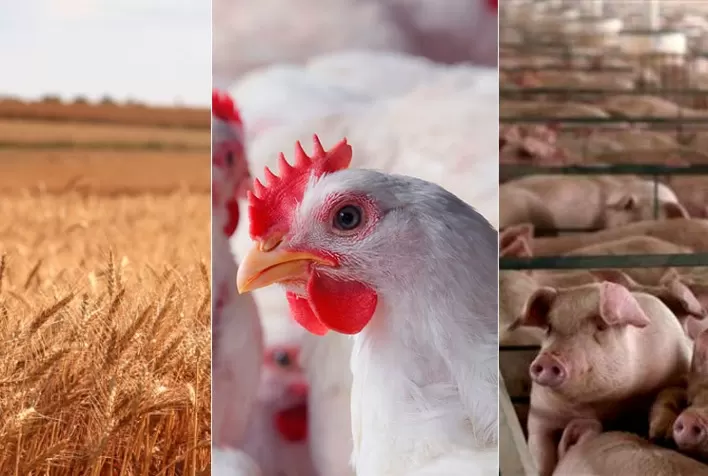 Santa Catarina fecha 2021 com saldo positivo na produção de trigo, frango e suínos