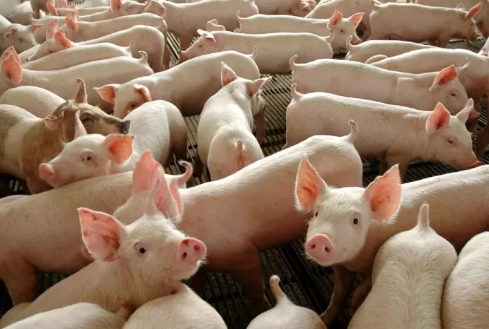 Preços estáveis ou em queda para o mercado de suínos