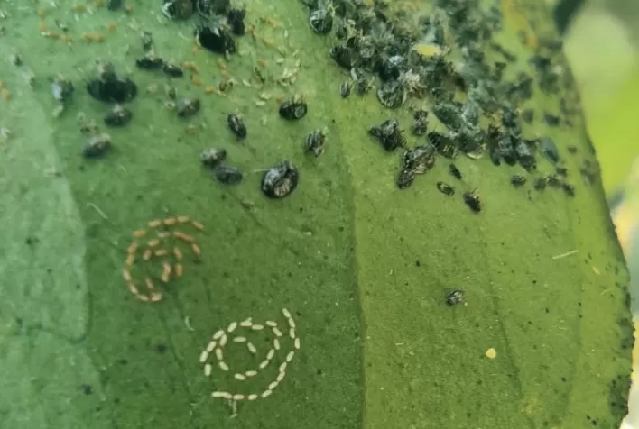Estado apresenta primeiro registro de mosca-negra-dos-citros
