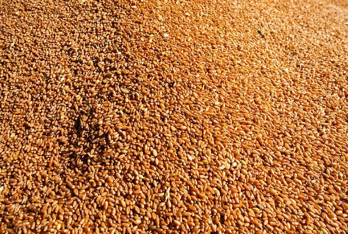 UE eleva previsão de estoques de trigo diante de aumento da importação