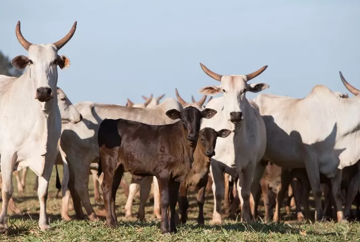 Sem “boia”, não existe carne premium